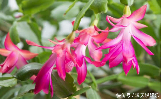 四季|家里就养这“4种花”，漂亮好养又便宜，四季开花不断，满屋飘香