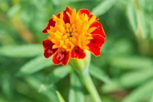 贵人|未来三个月,4属相财运顺畅,贵人相助,业绩节节攀升,生活幸福