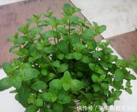 花花草草|失眠的花友养花当选此3款,对健康有益,养护还贼简单省心