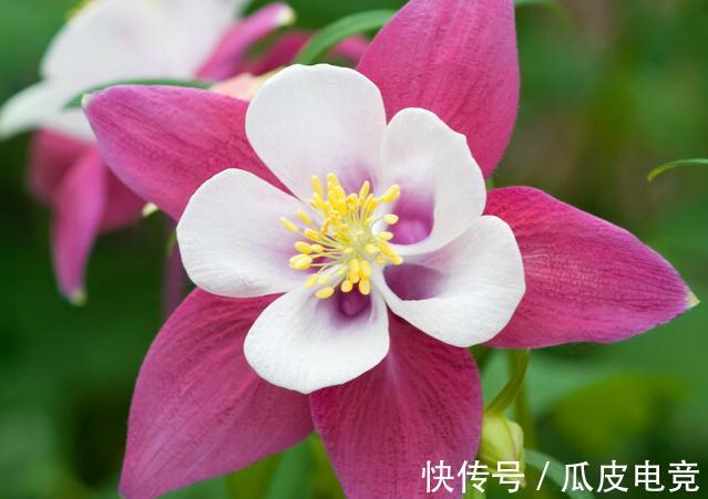 马上进入2022年,新的一年即将开启,为你推荐25种漂亮的花卉