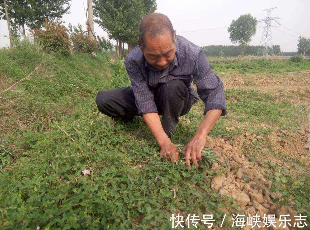 城里人|挂在树上的“天然果冻”，农村小孩最爱吃，00后却不认识