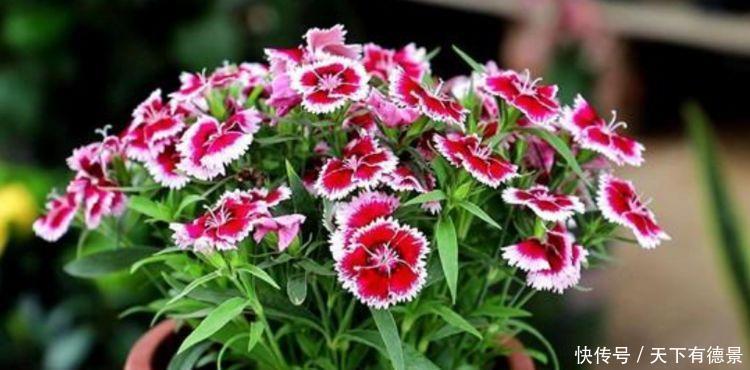 几款花卉养在家里，花朵粉嫩丰腴，绚丽夺目，颜值超高的