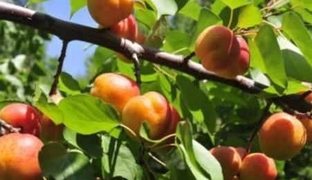 促進(jìn)小孩身體健康的3種食物，為了孩子的健康，再不舍得也要買