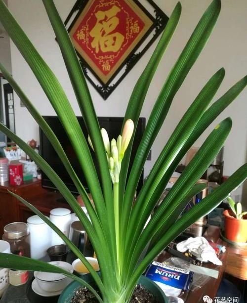 家养君子兰，用2种粉末、3种水，半年不用施肥，照样长得旺！