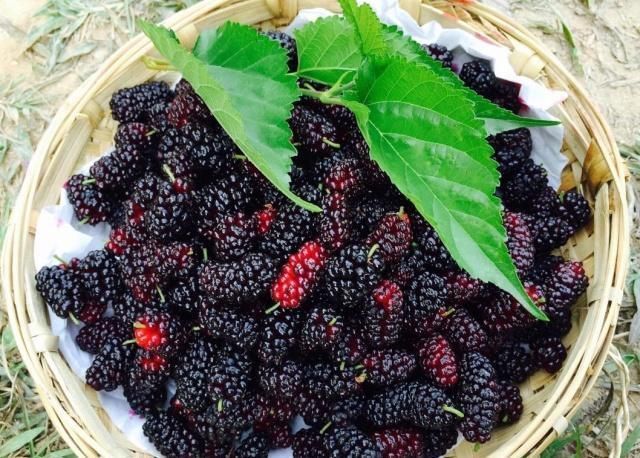 桑葚|它被誉为“补血果”,补血养血,养颜乌发,这样吃好吃又有营养