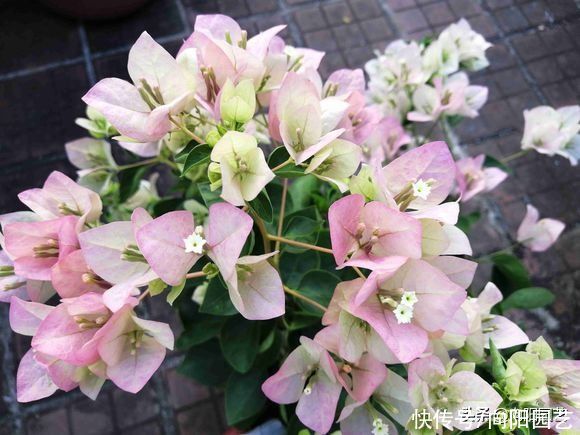 北方地区|家里的三角梅，放在院子里暴晒，风吹雨淋，开花依然超多