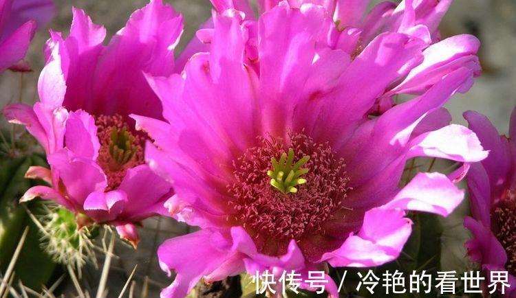 长常|从9月13日开始，家养此款花卉，好活易爆盆，花叶俱美