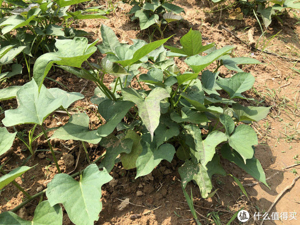 野菜|夏至前后，去农村遇到这些野菜赶紧挖，鲜嫩正当季，错过等一年