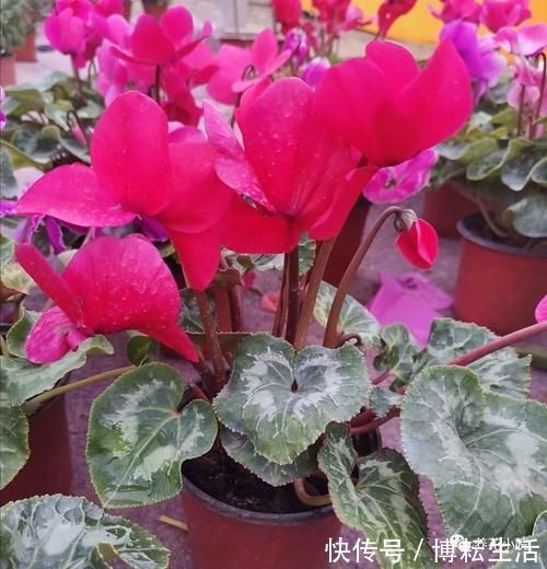 仙客来开花期,给它做4个小细节,开花时间长,花色更美