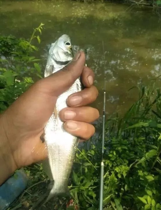 静水区|别去抢老钓位了，热天的鱼其实都藏在这几个地方，下杆就有口