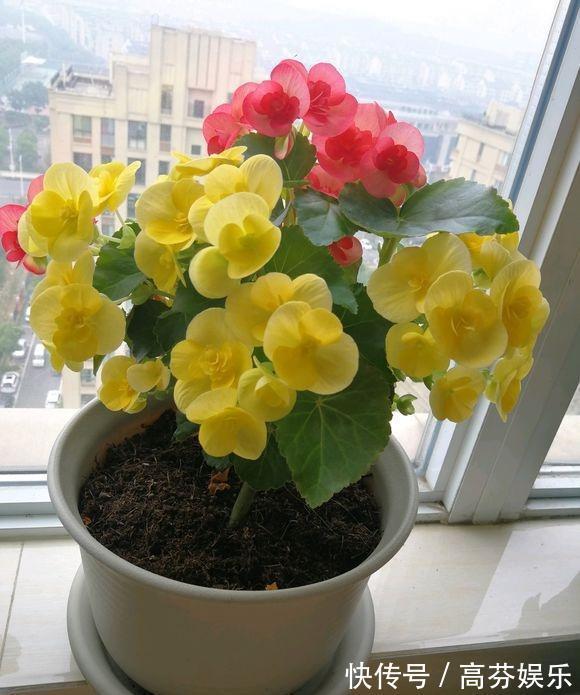 养护|养丽格海棠，做好这“4点”，叶子翠绿长势旺，花大色艳花量足！