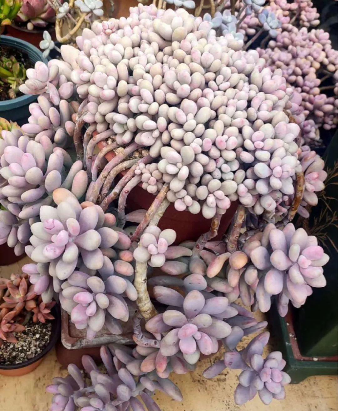 最小的盆,养最牛的花,还能开爆盆,真牛!