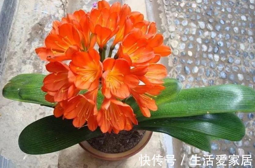 家里常见的“小东西”,在花盆里掺一把,君子兰叶片肥厚开花更多