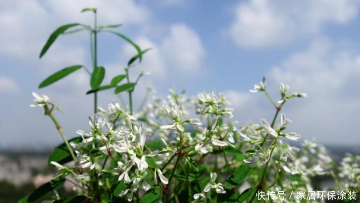 阳台想要变成“花海洋”，养5种花，不仅价格低，而且好养活