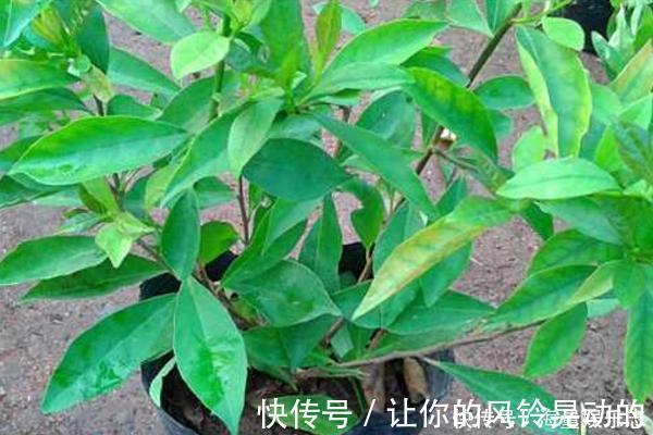 植株|茉莉花开花少,这不是问题,教你几招,花枝都是花苞