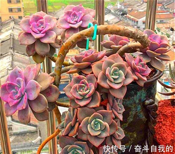 玫瑰|比“玫瑰”还漂亮,养成老桩就是一束手捧花,难怪有人养了几十盆!