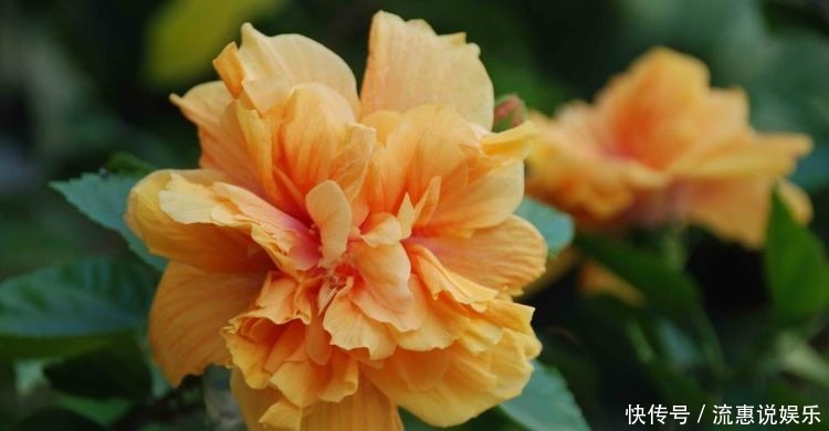 漂亮|几种花,开花漂亮又好养,清香四溢,颜值超高的