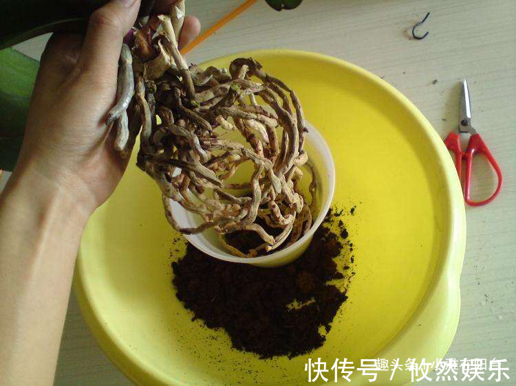 兰花什么时候换盆好选对“时间”,根系壮开花多,一盆变3盆!