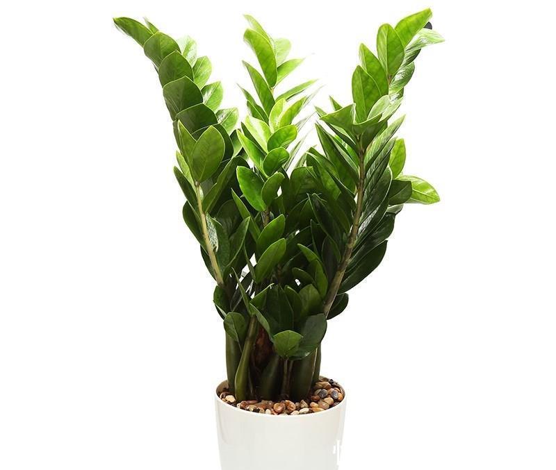 花友|容易被“误杀”的7种花,汲取教训,才能养好