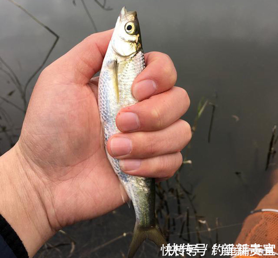 钓鱼|野钓白条的几种方法，上鱼速度一绝，一天钓十几斤是家常便饭