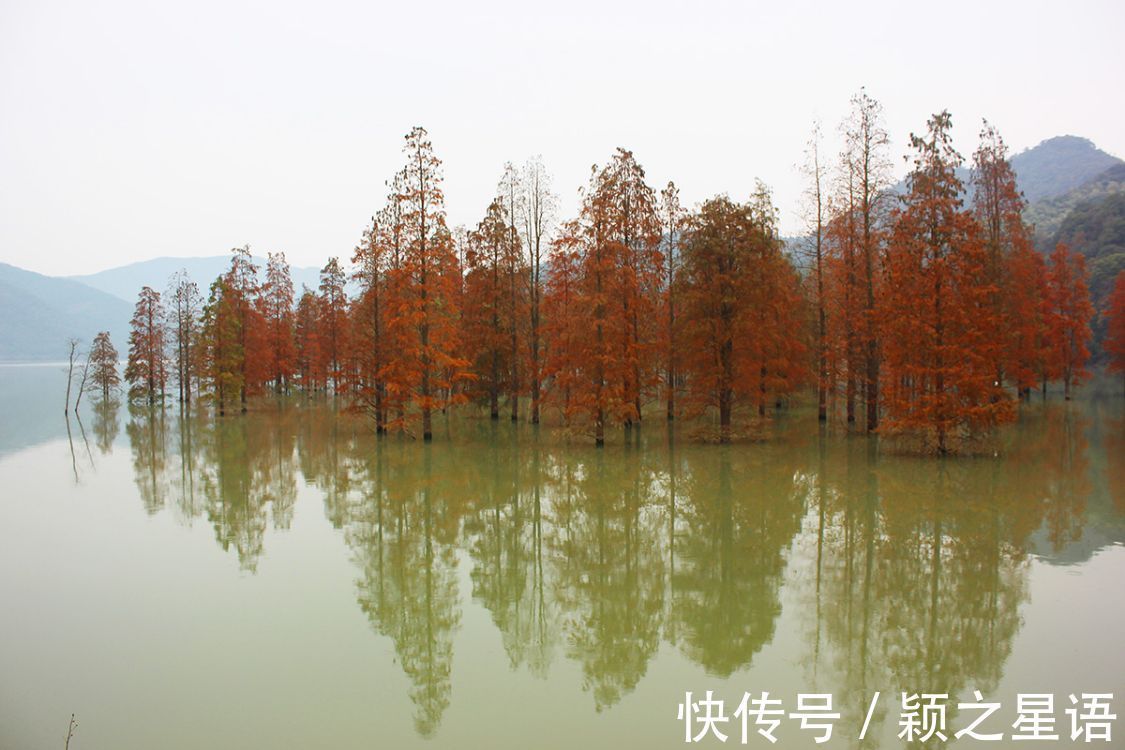 花海|黄金路，花海，红杉林，环游东吴风景线