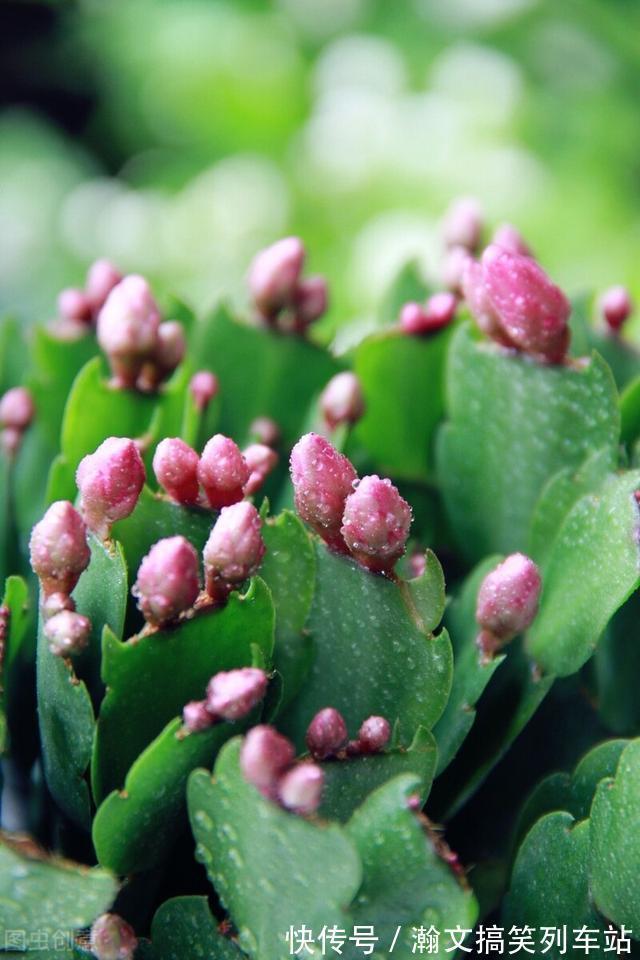 蟹爪兰别放3处养,花量打折扣,学会换位置,收获不一样