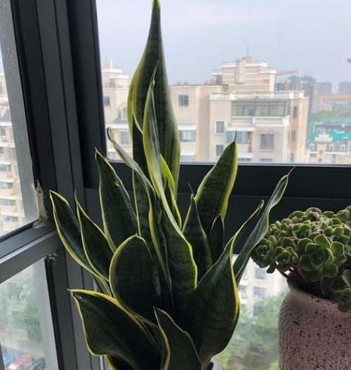 新芽|天冷养虎皮兰,做到这些,室内盆栽照样呼呼窜新芽,幼苗挤满盆