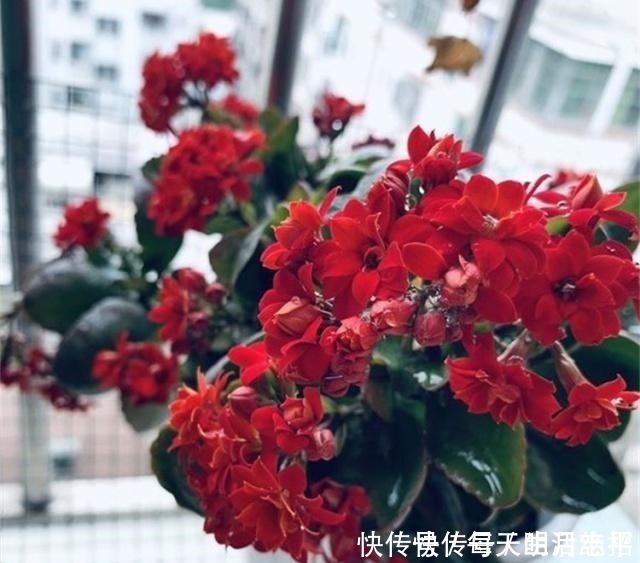 浇花|厨房1种“液体”,倒掉了可惜,殊不知是养花“钾肥”,养啥都旺!