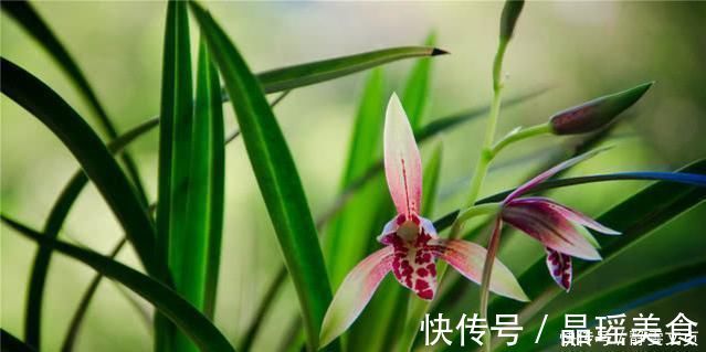 养兰花，牢记3点，兰花不烂根，不腐芽，猛发壮苗，花朵呼呼开