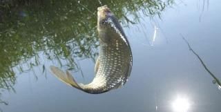 钩型|钓鲫鱼老钓友选择鱼钩,多半是根据下面几点