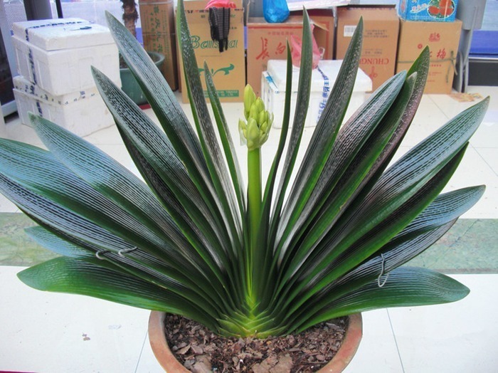 珍珠吊兰|提醒大家回老家瞅见这植物,必定多挖几株,养在卧室,健康无忧