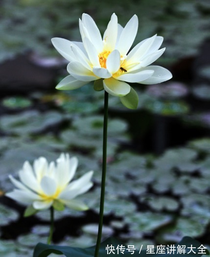 财路|8月下旬，吉星照耀，4属相纳福迎祥，运势蒸蒸日上，财路大开