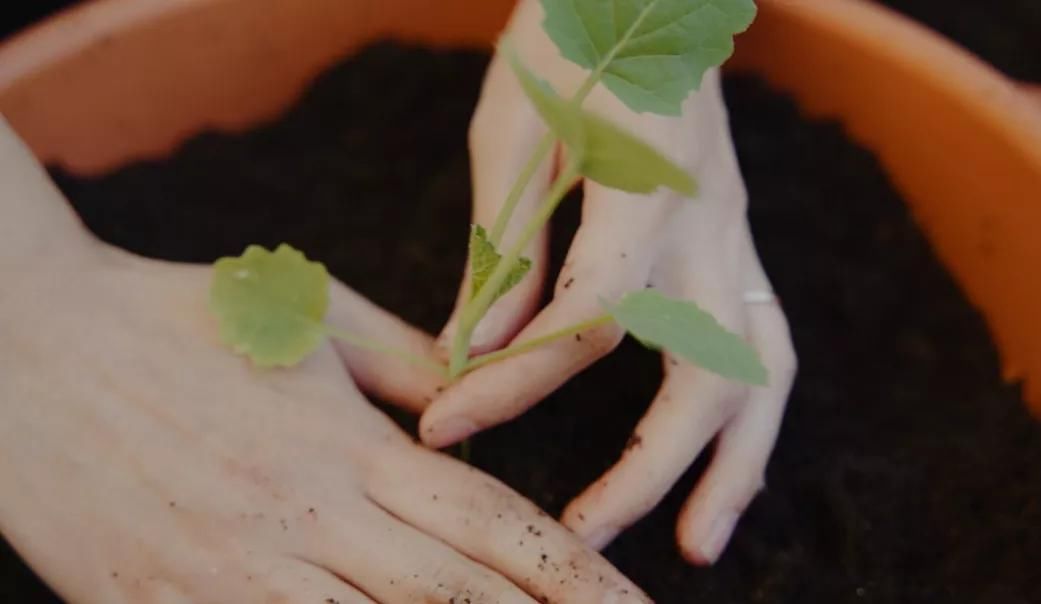 德国主妇将8㎡阳台打造成菜园，不花一分钱种够全家吃的菜