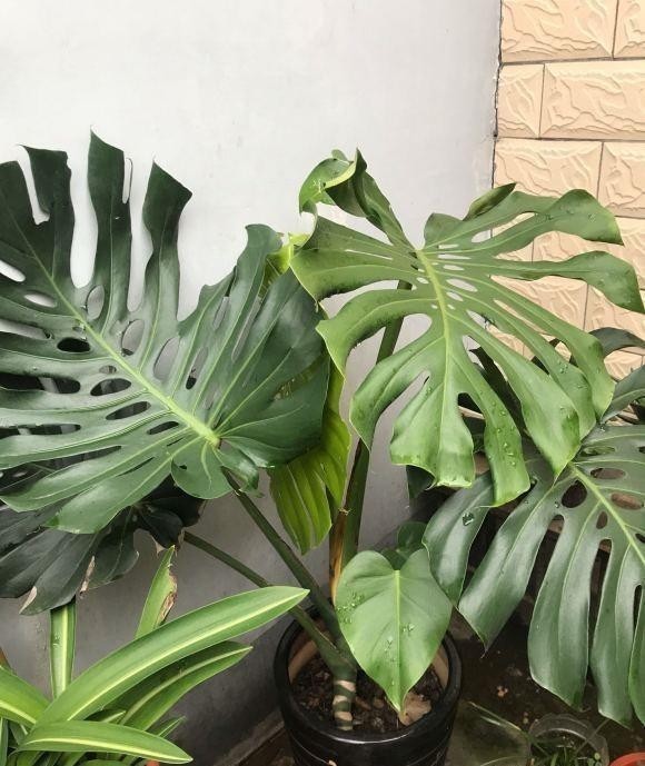 植物|这种植物最适合家养，叶子油绿，长势飞快，关键还能净化空气