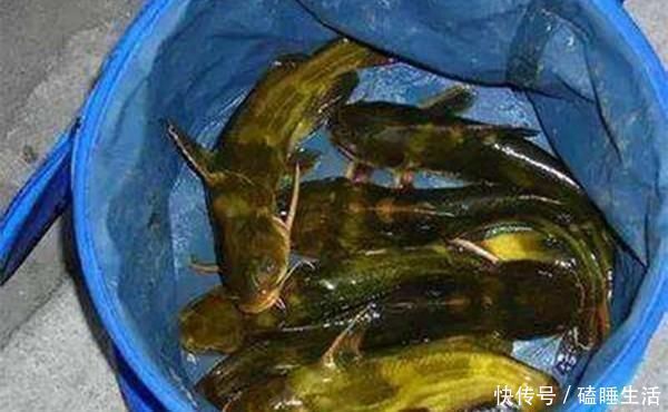 黄颡鱼|夏天野钓黄鸭叫,就用这种钓法,省事省力,收获有保证