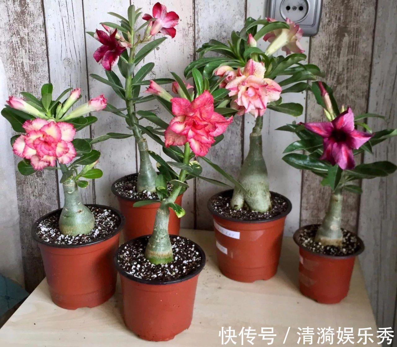 4种花,春天“翻盆”要注意,用小盆才能多开花