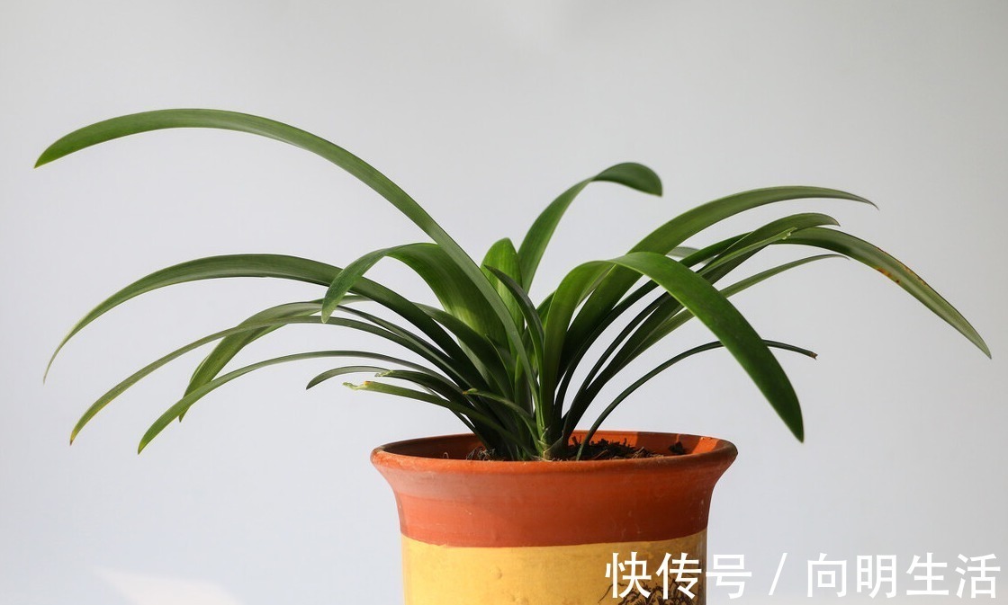 君子兰|君子兰害怕五件事，新手经常犯，难怪越养越糟糕