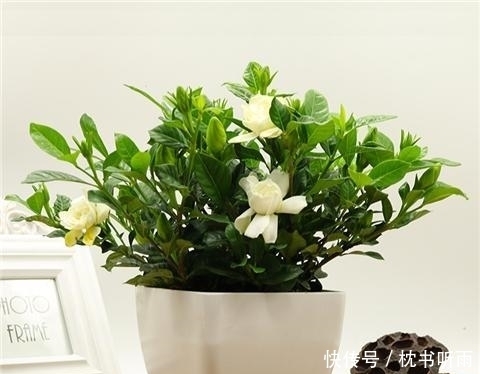 清香|栀子花养护3要点,让花开满盆清香常在!