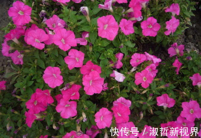 三色堇|沾土就活的“5种花”，适合新手养，夏天轻松爆，阳台满光彩