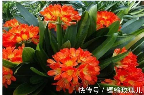 根部|不会养君子兰,记住5个技巧,盆盆长爆盆,棵棵开花艳