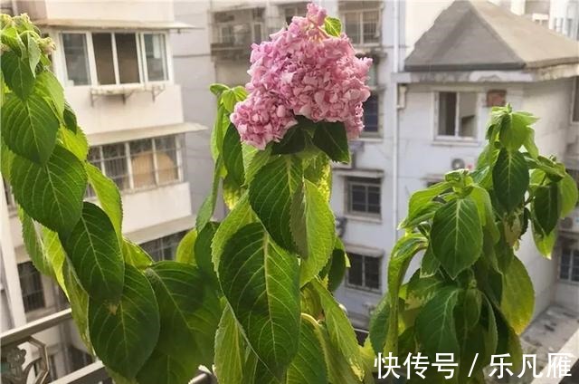 缺水|养花技巧快死的花，剪一刀立马活，还能再开花！