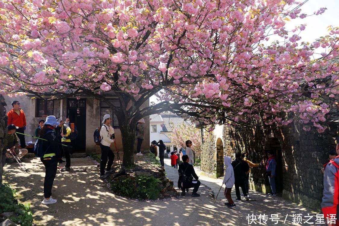 白鹿村、上马村、雅庄村，十里樱花十里尘，经典赏樱路