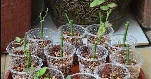 天气暖和最适合扦插,这2种花,掐个“嫩”枝头就能活!