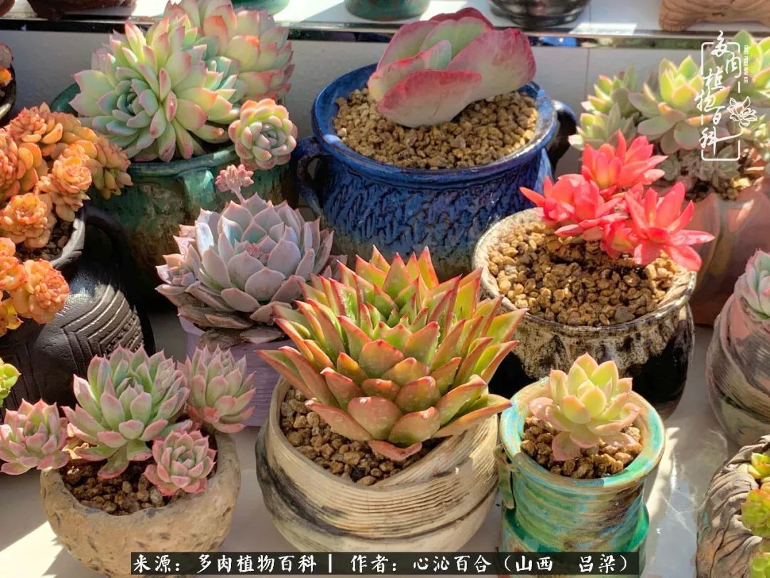 夏季的多肉，绿色才是主色调！努力呵护，期待绽放的那一刻！