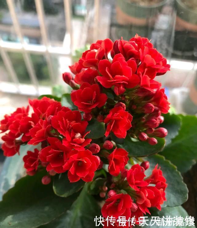 年度十大流行花卉，摆在家里，高贵优雅，又美又仙