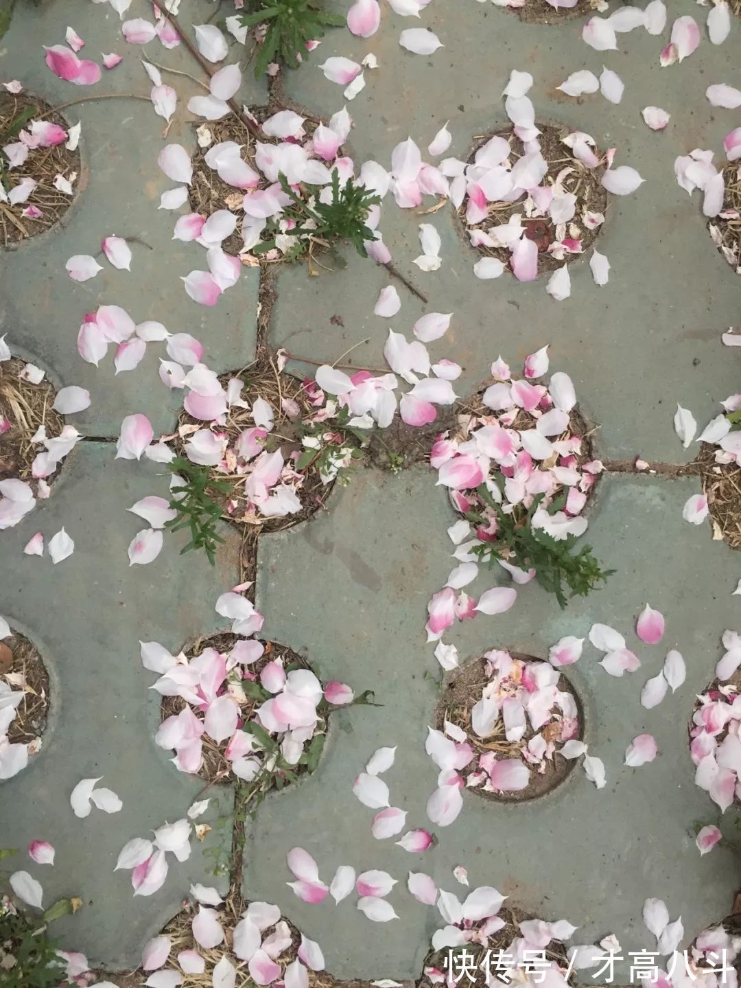 刘希夷!《葬花吟》的灵感来源于这首唐诗,曹雪芹也为这首诗打call