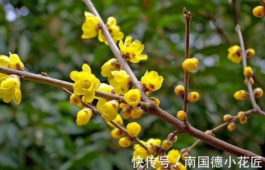 5种耐寒花，皮实好养不怕冻，零下15℃照样生机勃勃，花开满枝