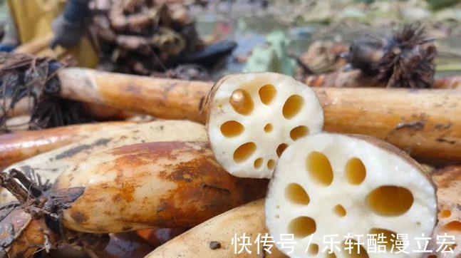 脆嫩|买莲藕,学会区分“粉藕”和“脆藕”,差别很大,弄明白了不买错