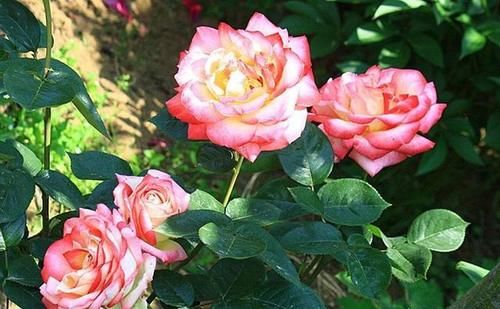 用纸杯扦插月季花，多长时间可以种地上？连纸杯一起埋地上行吗？