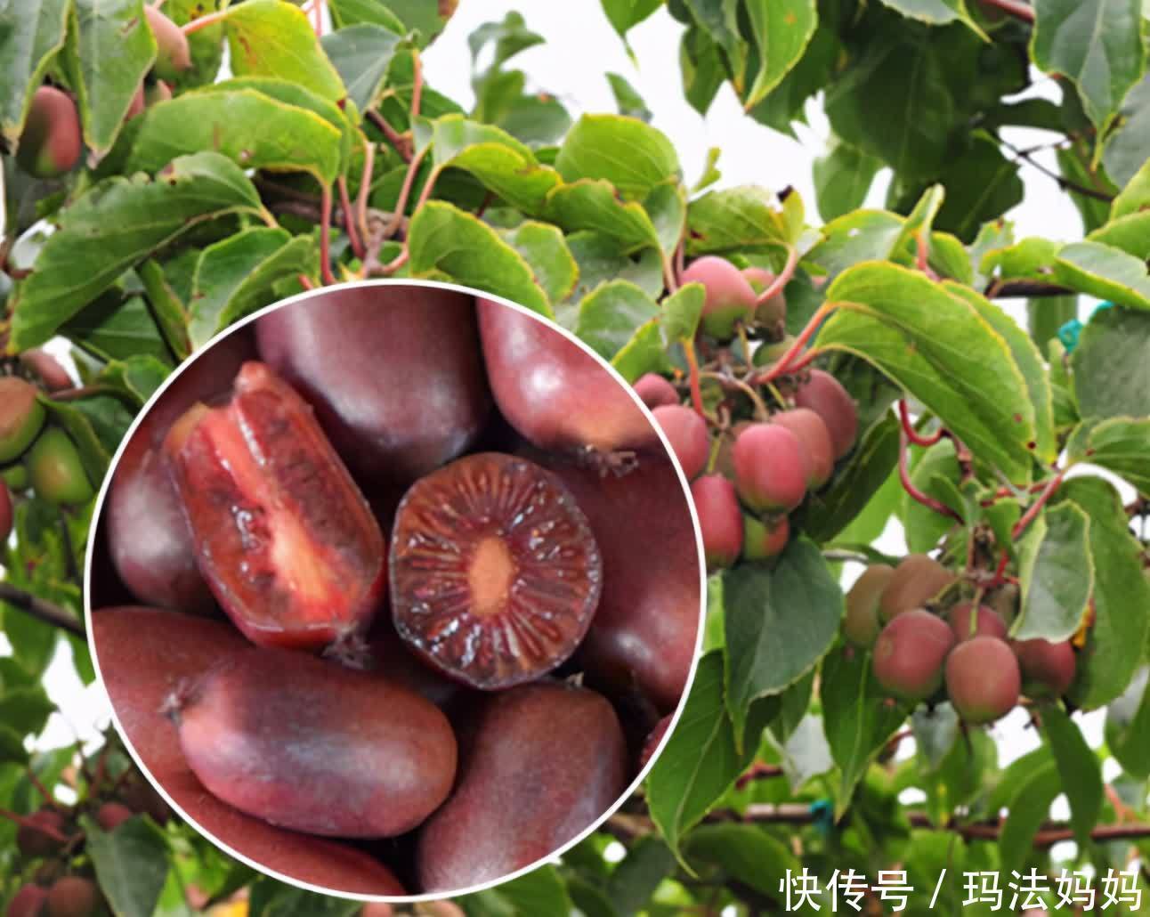 栽种|建议各位:院子里栽果树,别只盯着无花果树,一新品种果树,火了